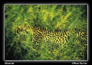 Cheetah by Pete Turner