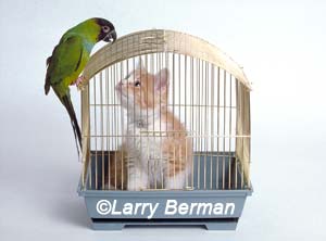 Cat in a bird cage by Larry Berman