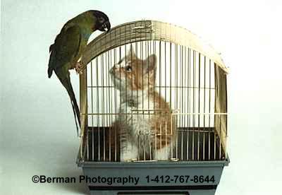 cat in the bird cage