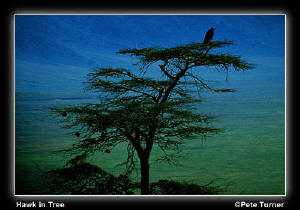 Hawk in Tree by Pete Turner