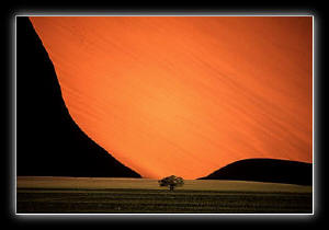 Sand Dune with Tree by Pete Turner