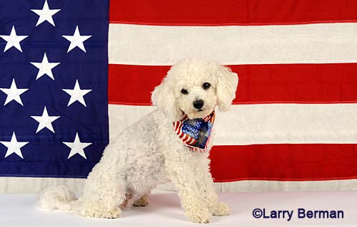 patriotic puppy dog
